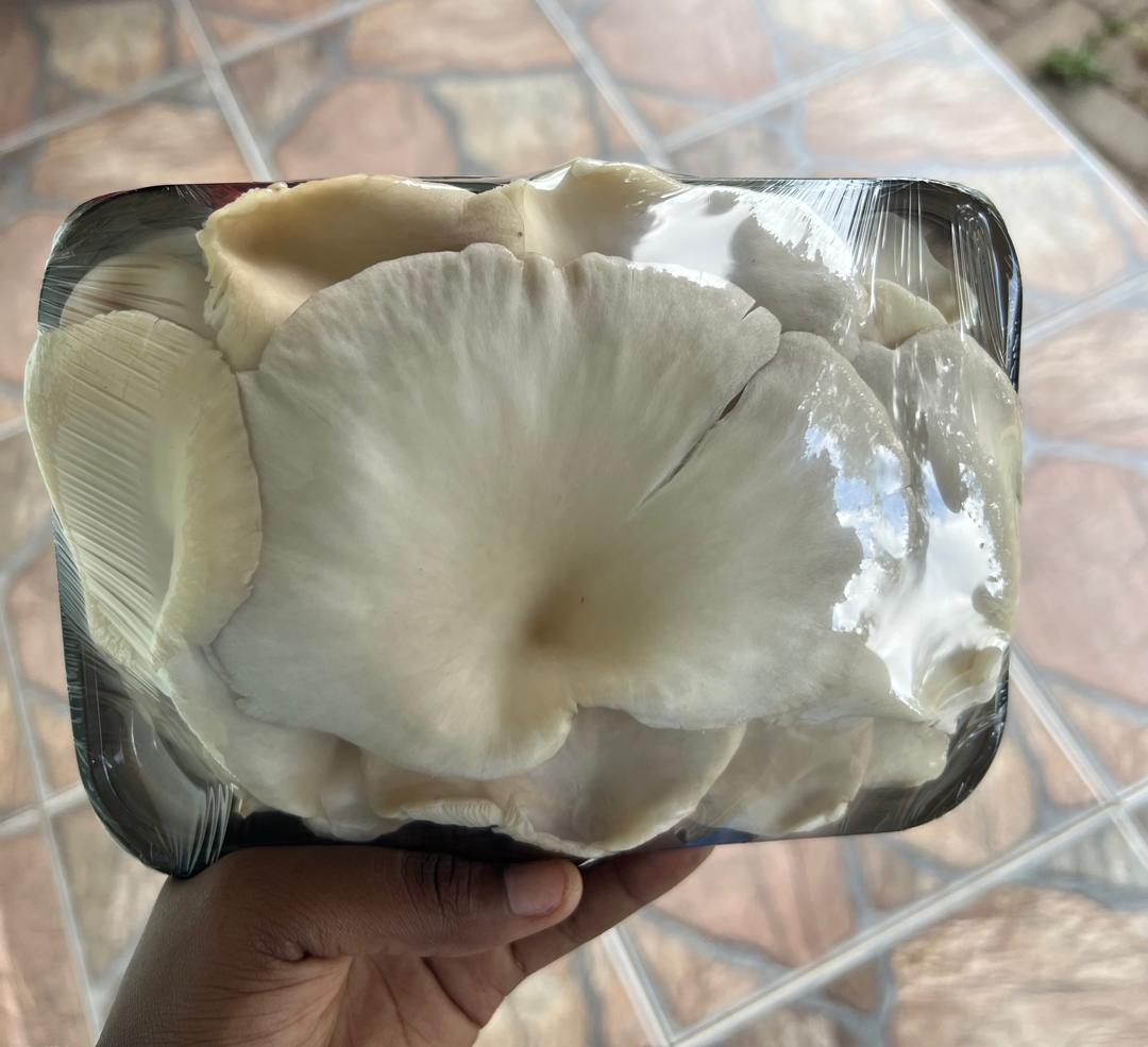 Oyster Mushrooms